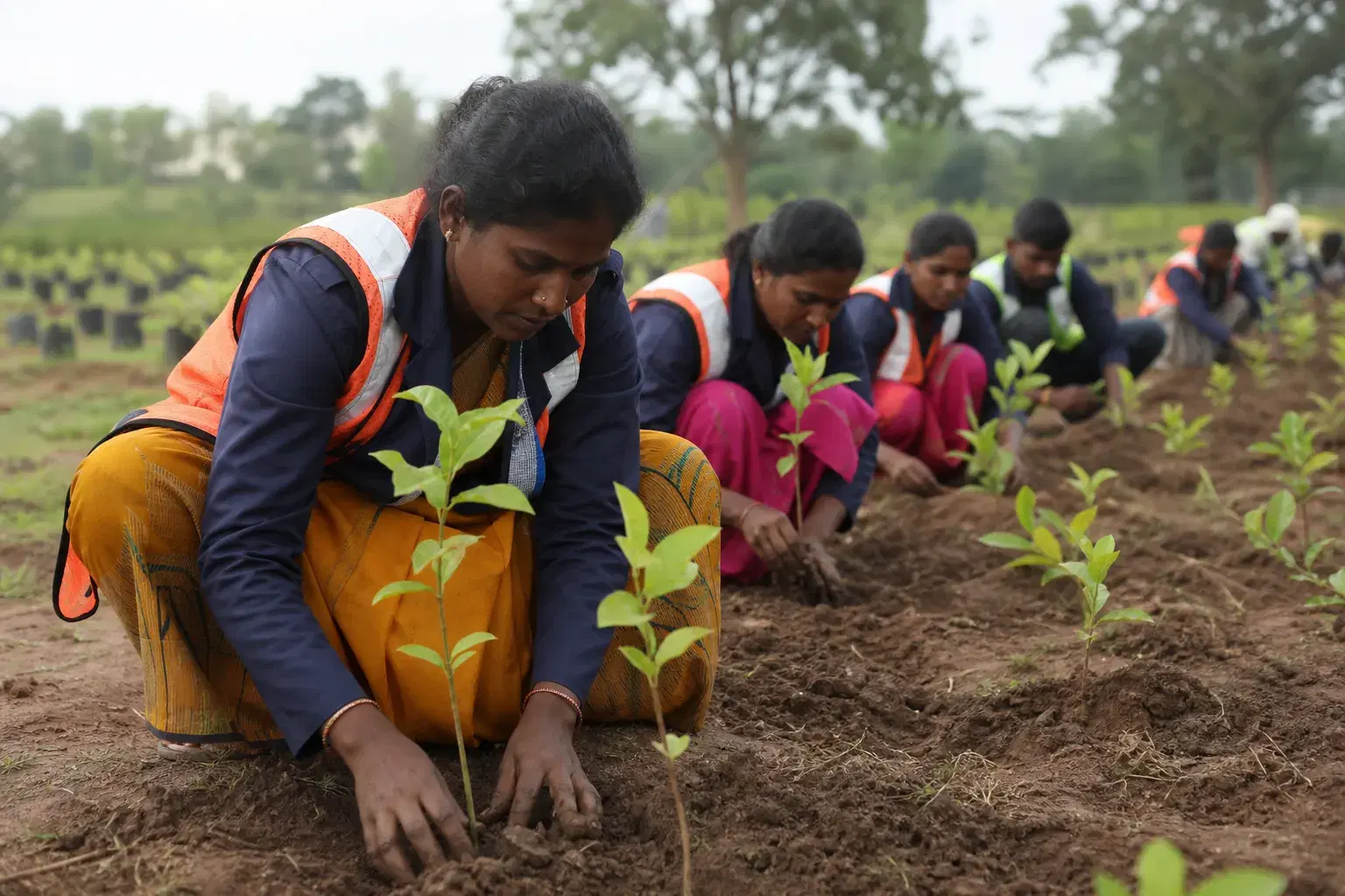 VSPF tree planting and afforestation program — paid sapling plantation jobs with Vardaan Singh Pawar Foundation