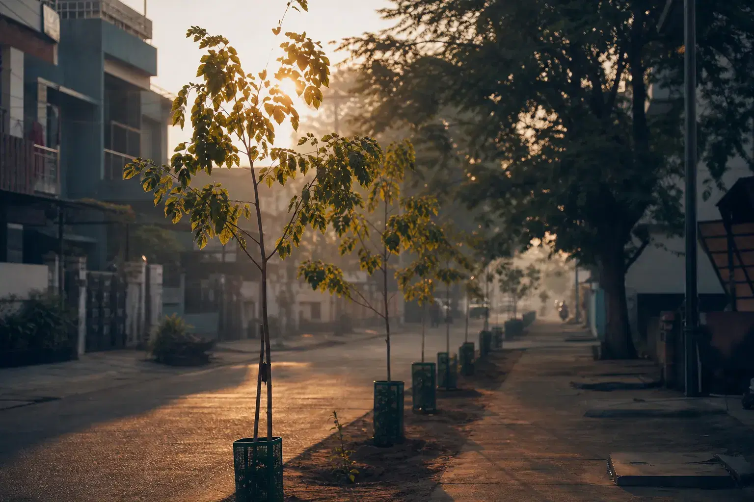 VSPF story — young trees along an Indian street, the neighbourhood renewal that inspired Vardaan Singh Pawar Foundation